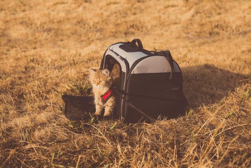 gray cat in pet carrier