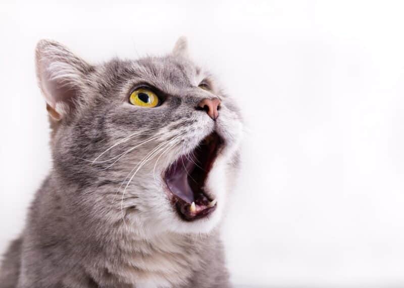 gray-cat-looking-up_Ekaterina-Kolomeets_shutterstock