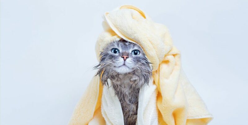 gray cat newly bathe
