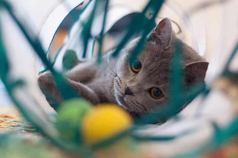 cat playing