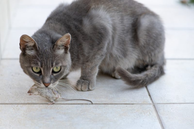 gray cat that bitting a wild mouse and carrying it in her mouth