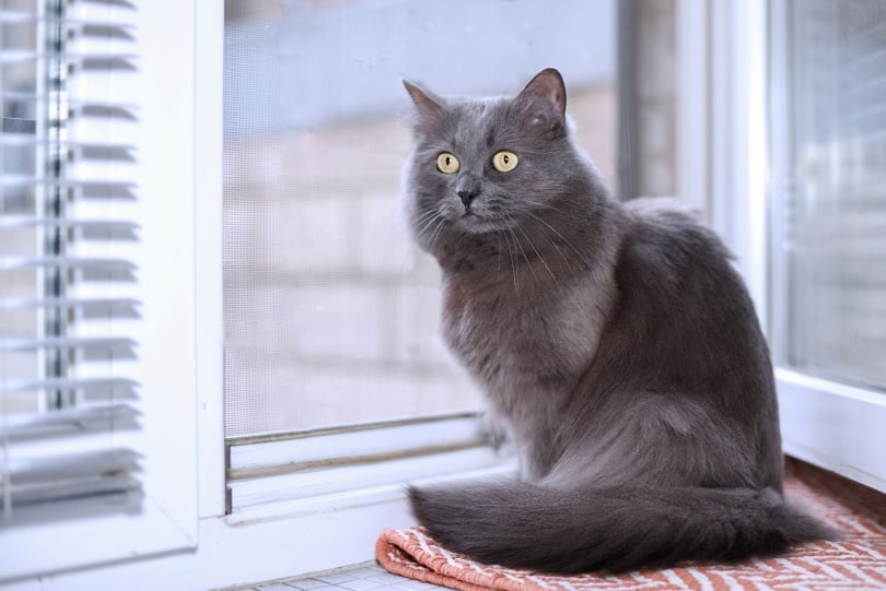 gray fluffy cat near window