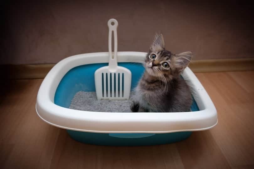 gray kitten sitting in litter box