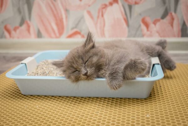 gray kitten sleeps in the cat litter box