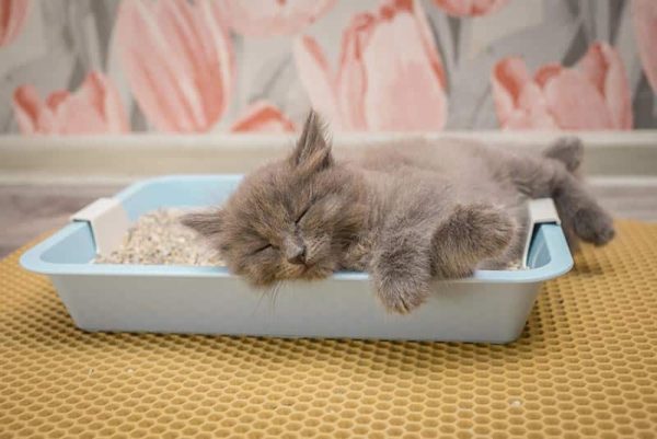 gray kitten sleeps in the cat litter box