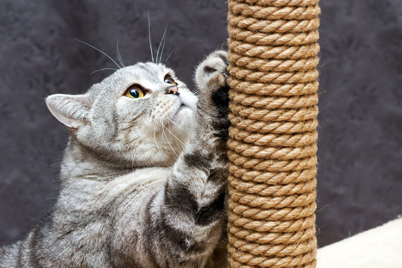 gray shorthair scottish cat scratching