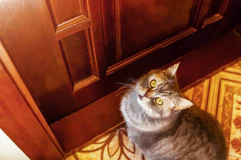 gray tabby British Shorthair cat sits at the door and waits to be released outside