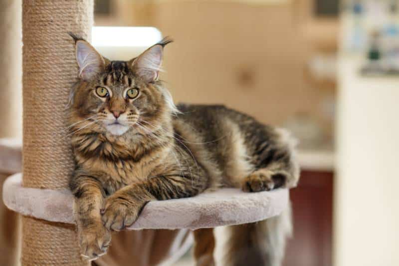 gray tabby Maine Coon kitten lying on a cat tree