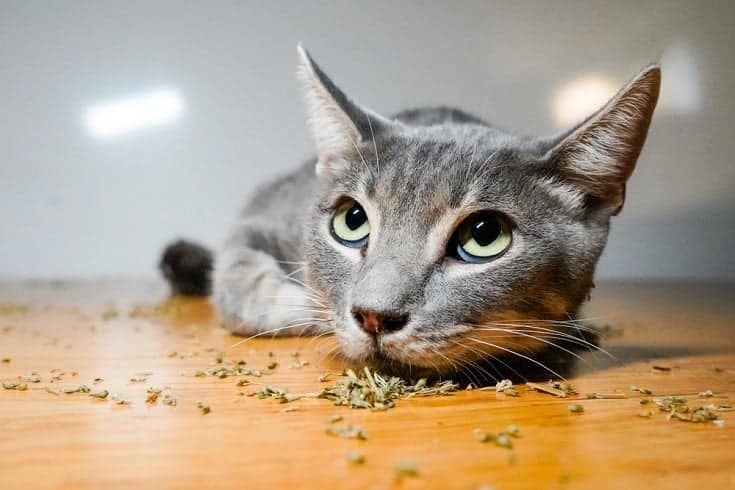 gray tabby resting on catnip