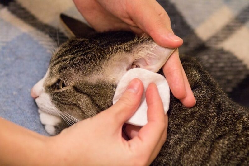 grayish cat's owner cleaning its ears_Te9I_shutterstock