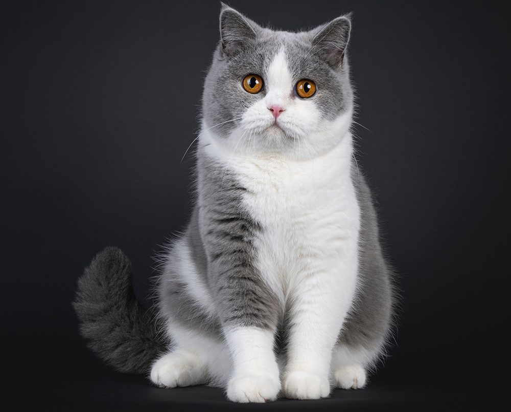 How Long Do British Shorthair Cats Live Average Lifespan Data Facts How Long Do British Shorthair Cats Live Average Lifespan Data Facts