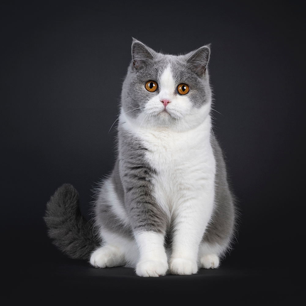 grey and white British Shorthair cat