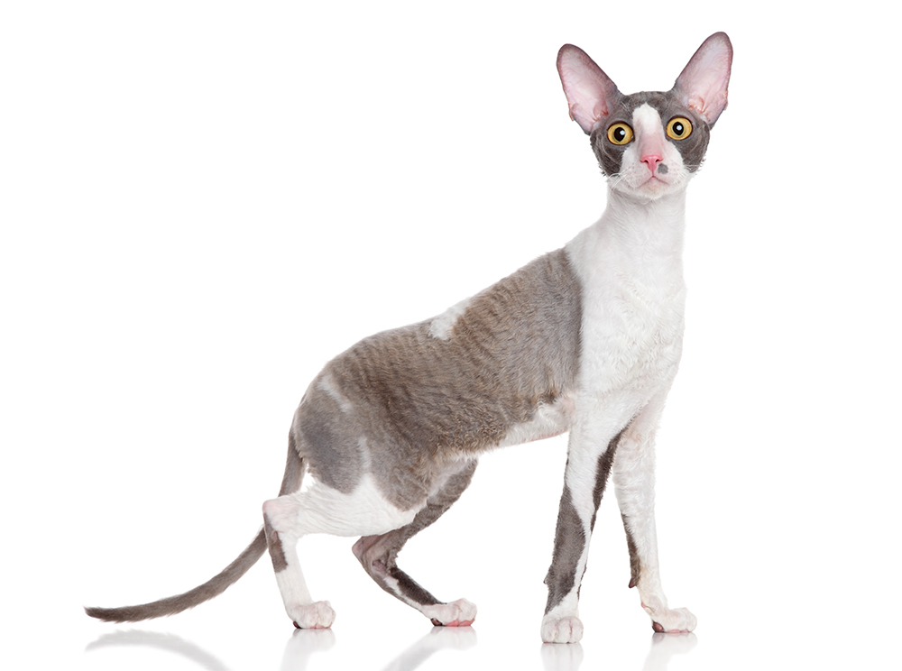 grey and white Cornish Rex cat