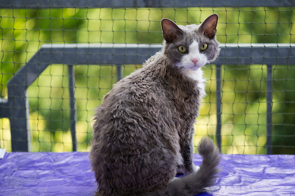 grey and white Devon Rex Cat