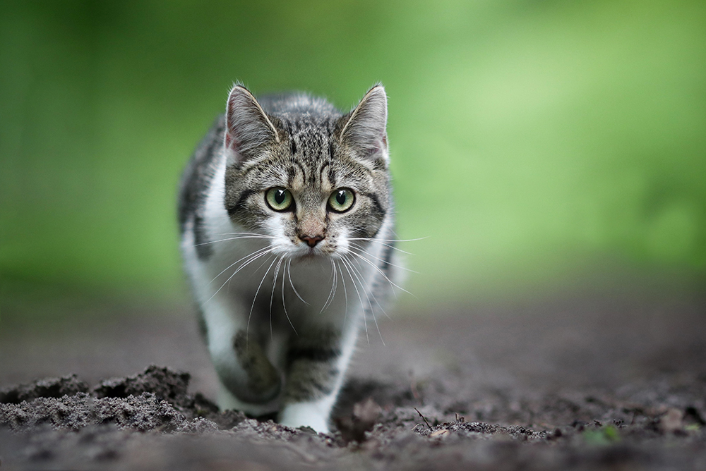 grey and white European shorthair cat