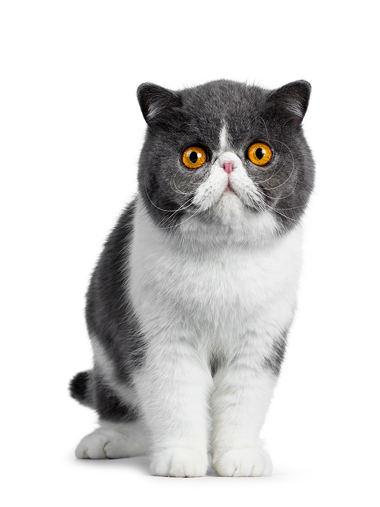 grey and white exotic shorthair cat