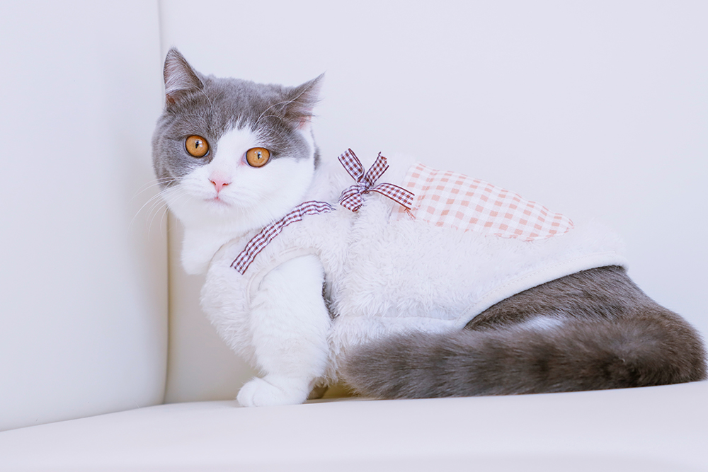 grey and white Munchkin cat on the sofa