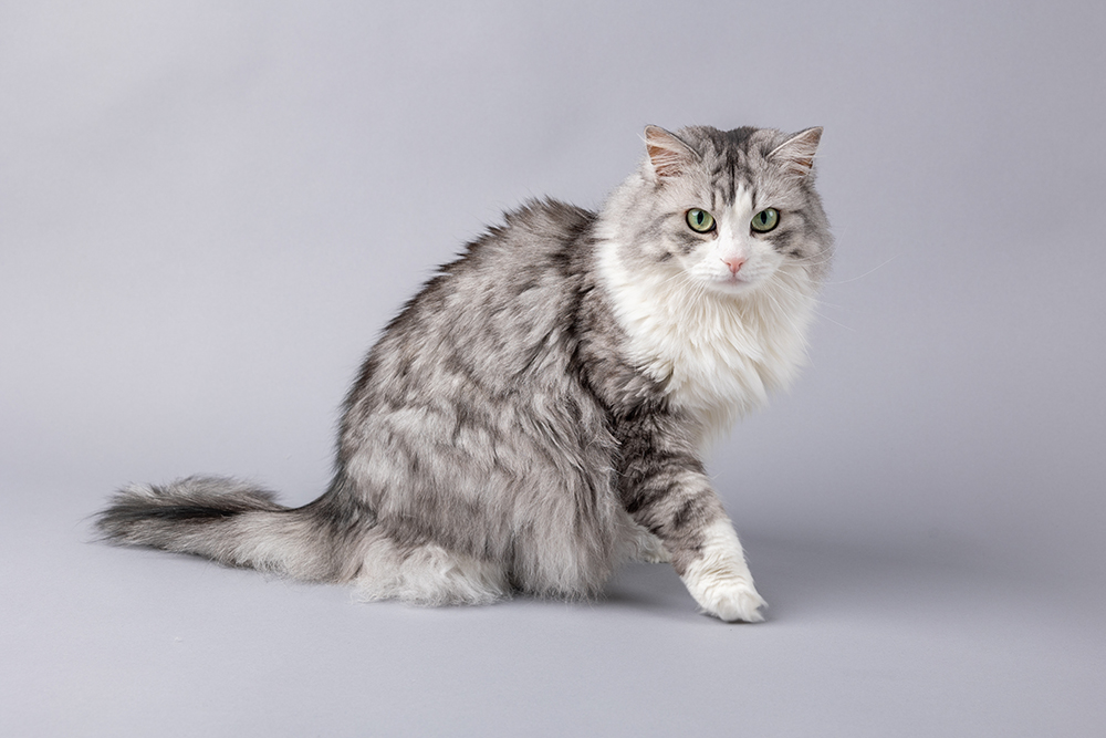 grey and white Norwegian Forest Cat
