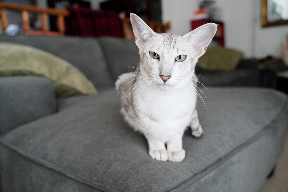 Grey and White Oriental Shorthair Cat