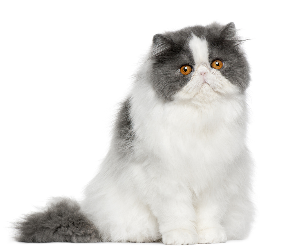 grey and white Persian cat