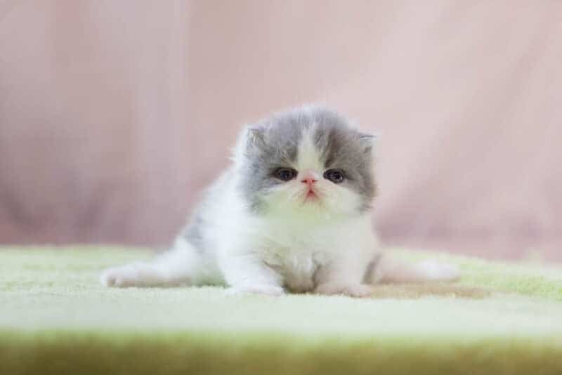 grey and white persian kitten