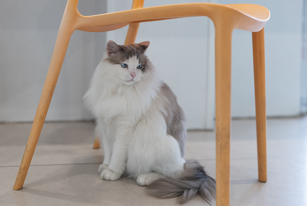 grey and white Ragdoll cat under the chair