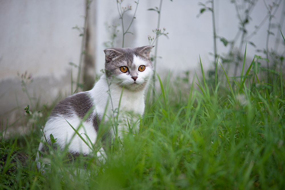 grey and white scottish fold cat in the garden