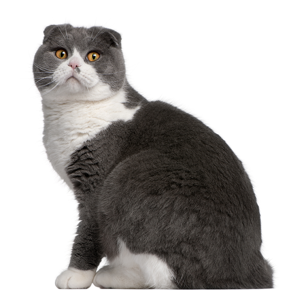 grey and white Scottish Fold cat