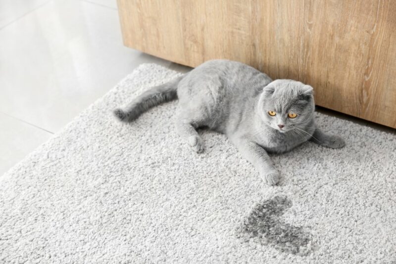 grey british shorthair cat pee carpet stain