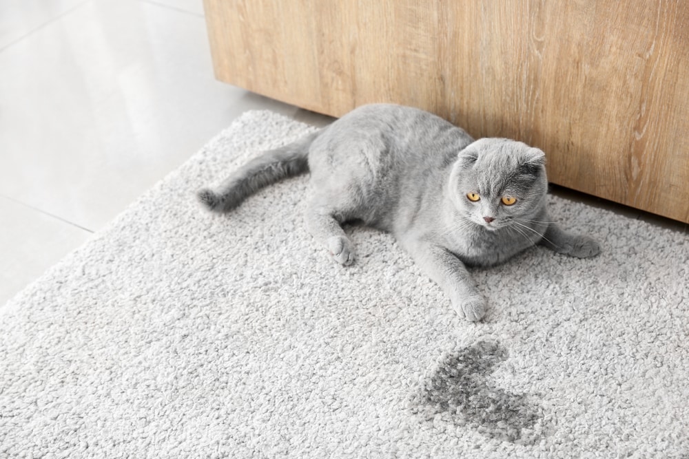 grey british shorthair cat pee urine carpet