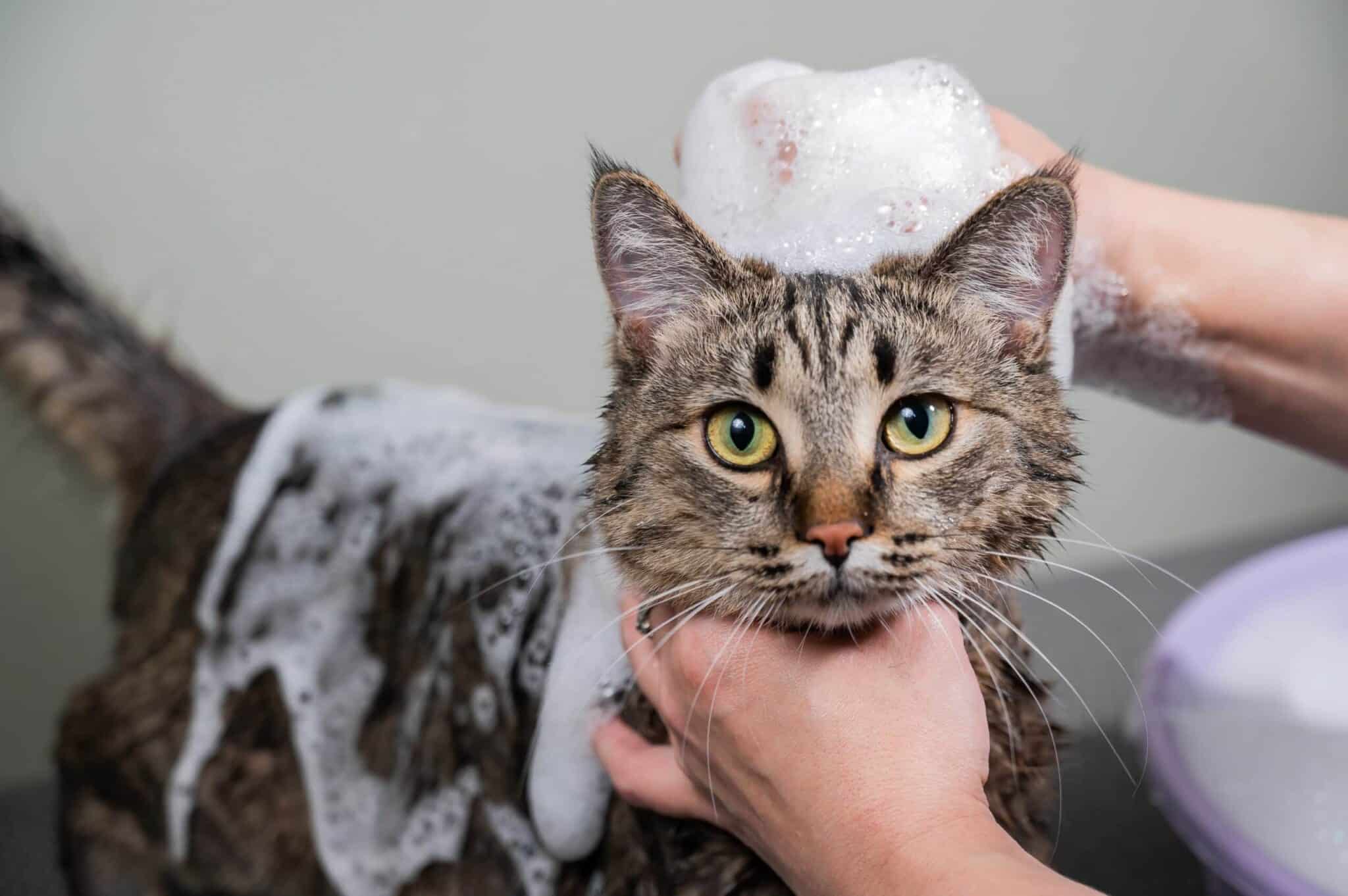 Is Your Cat's Shampoo Poisonous? Dangerous Ingredients Explained Catster