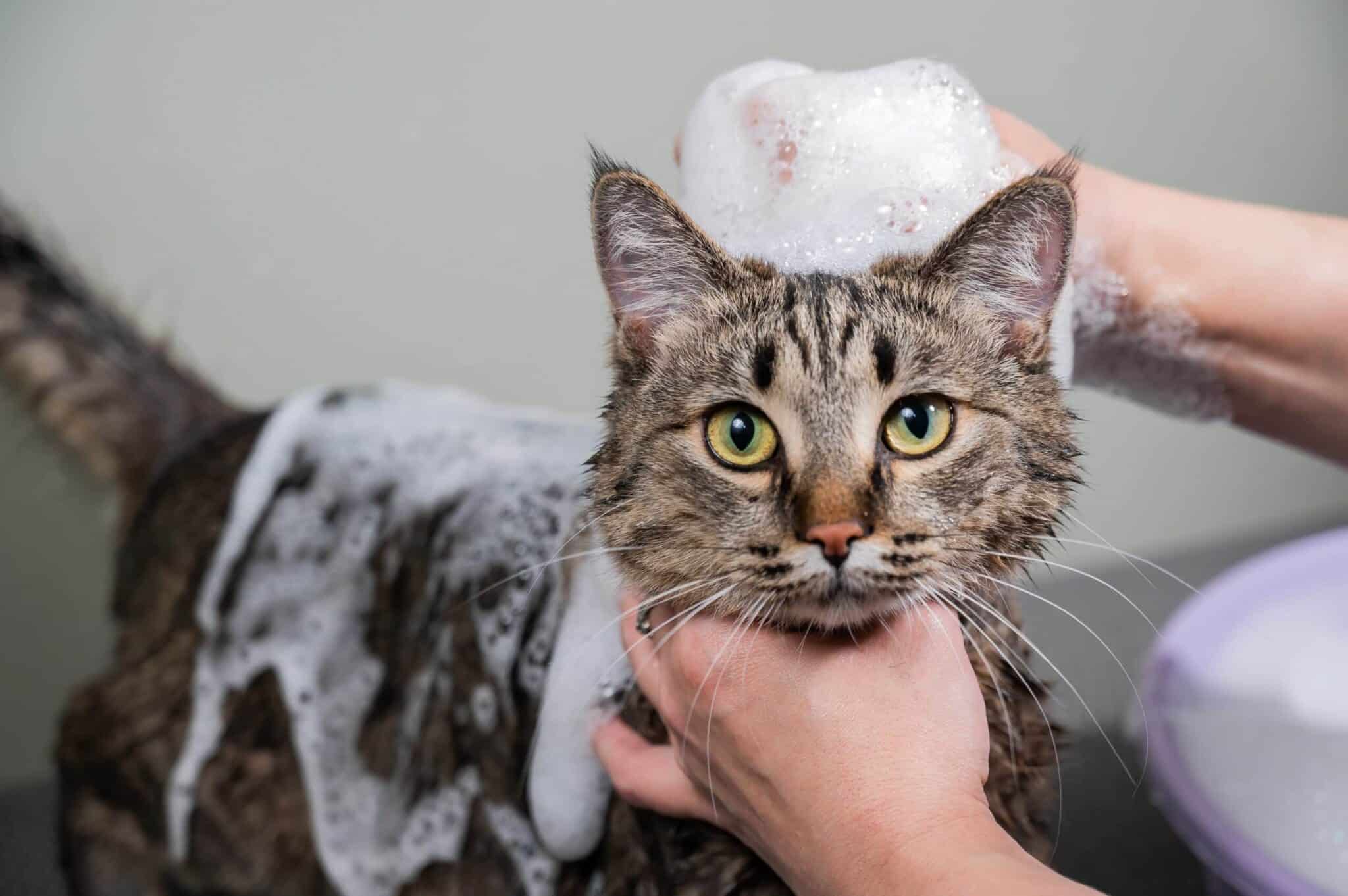 grey cat bath shampoo bubbles