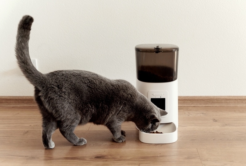 grey cat eating from an automatic cat feeder at home