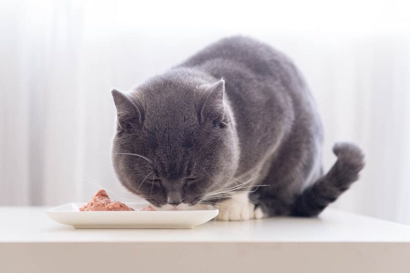 grey cat eating meat