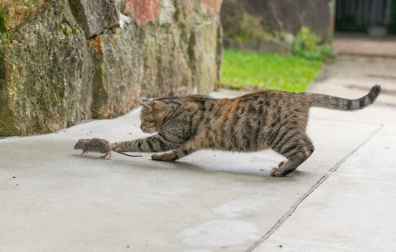 grey cat hunting mouse