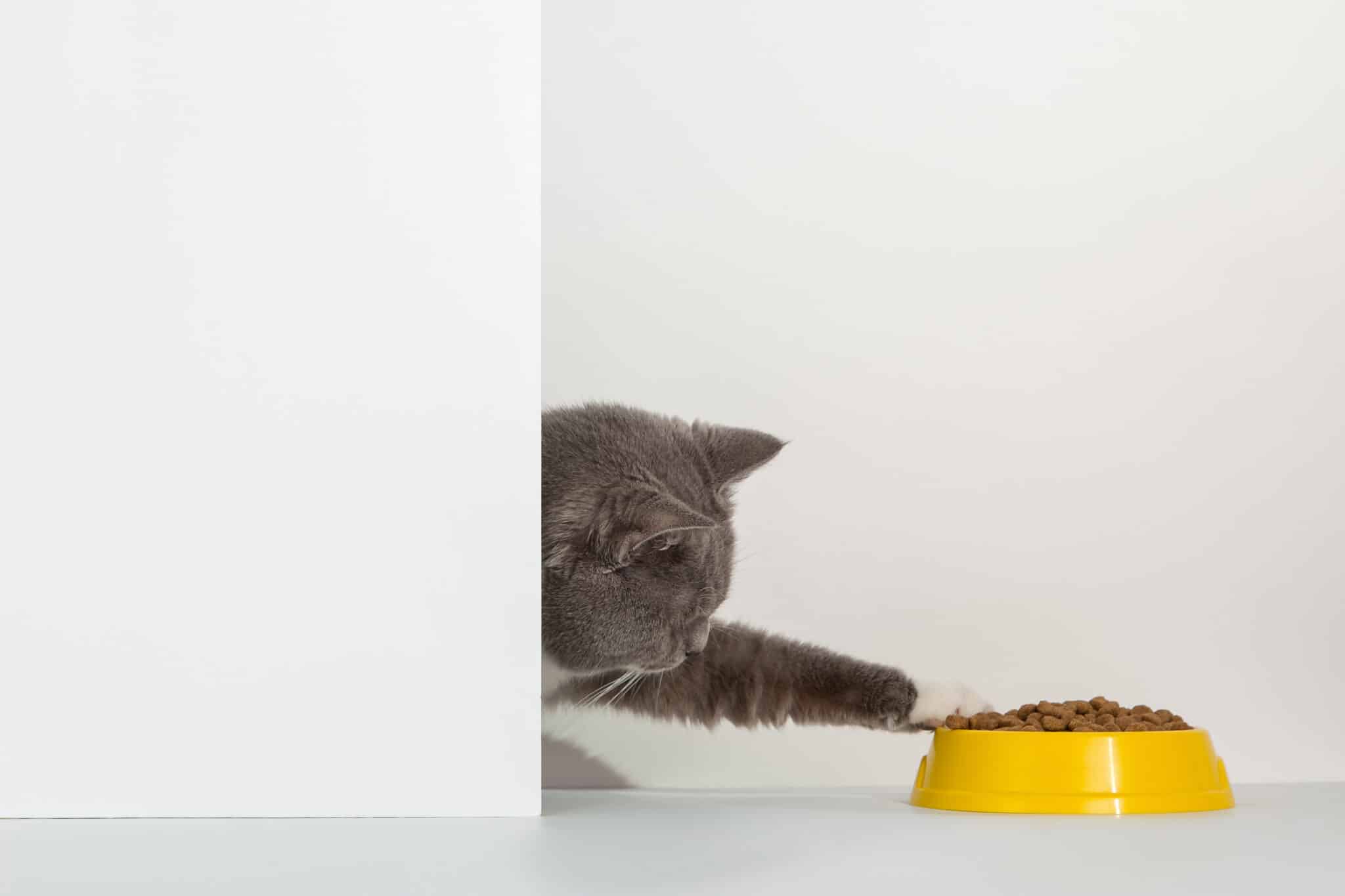grey cat pushes away yellow plastic cat bowl