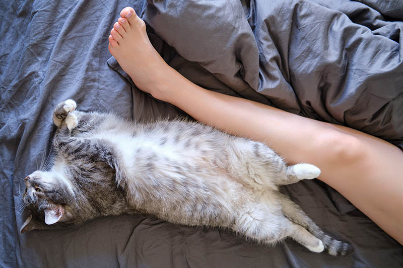 grey cat sleeping in bed beside a person's foot