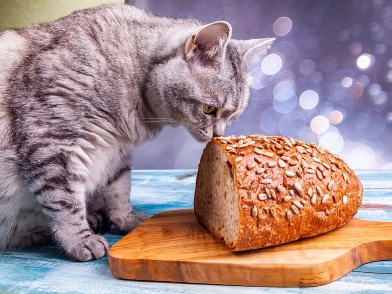 grey cat smelling fresh bread