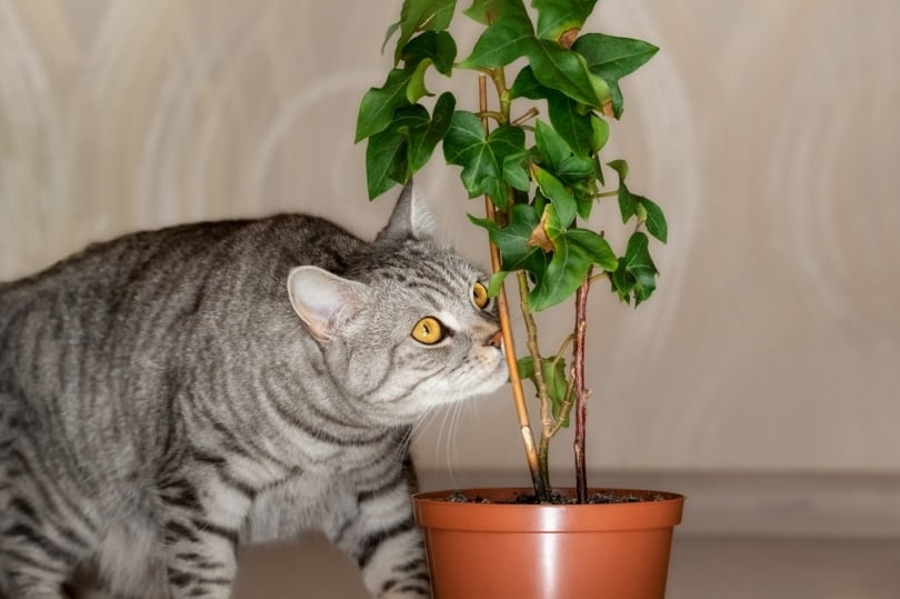 grey cat sniffing on house plant