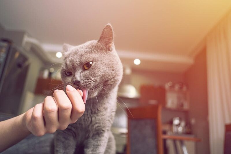 grey cat sucking finger
