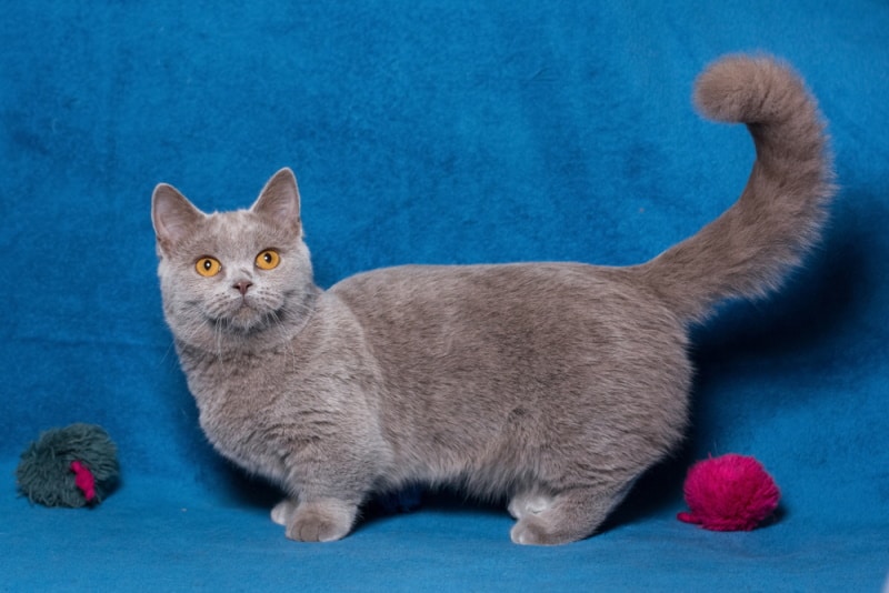 grey munchkin cat