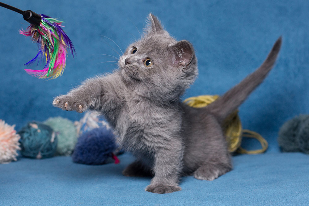 Gray cat munchkin playing