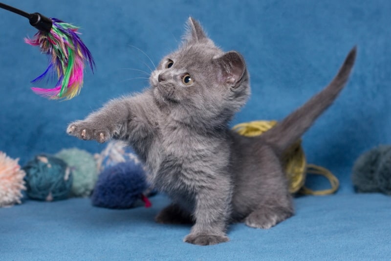 grey munchkin kitten playing