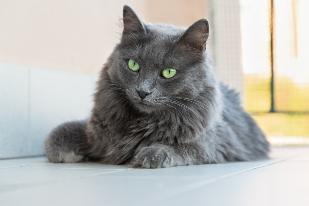 grey nebelung cat with green eyes lying on the floor