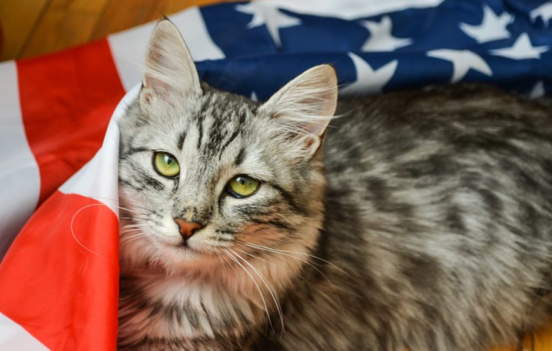 grey tabby on American flag, USA
