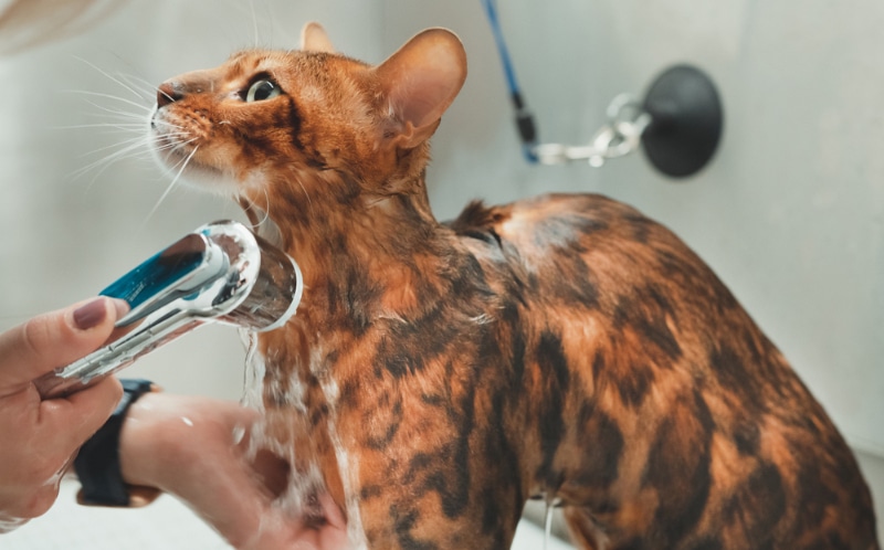 groomer bathing a bengal cat in grooming salon