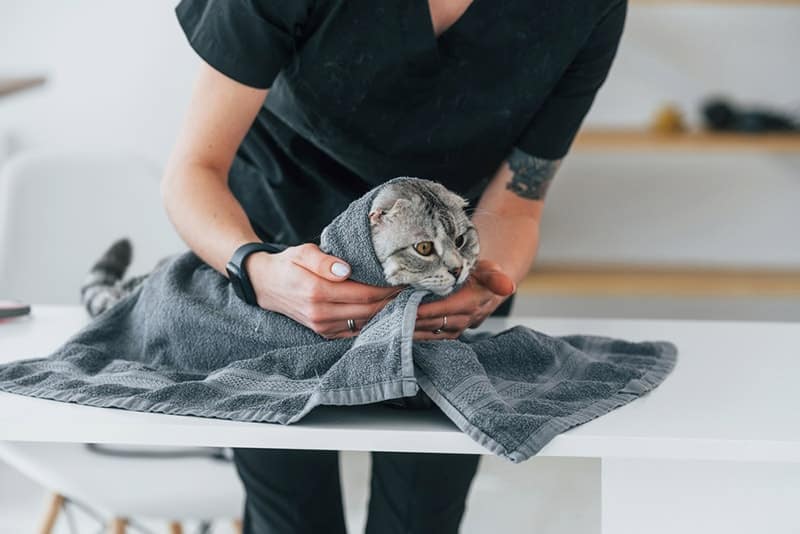 groomer wiping cat with towel