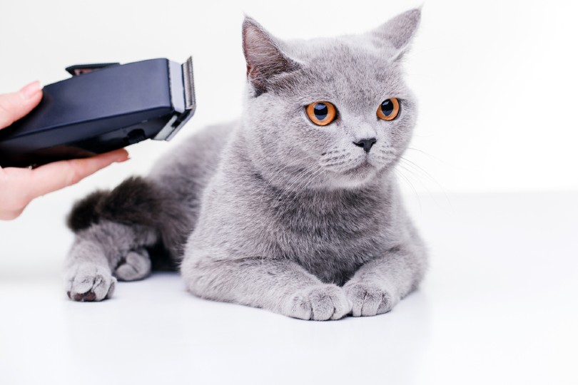 grooming British cat with human clipper