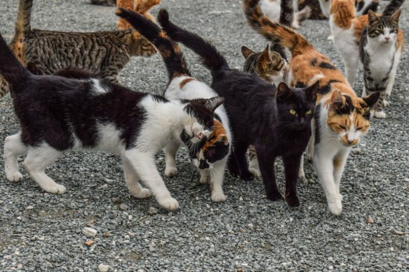 group of cats outdoor