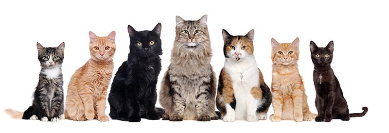 group of different cat breeds